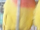Love Bird Male