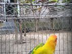 love bird male