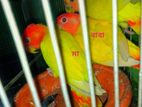 Love bird mango With baby