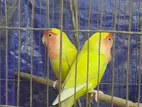 Love Bird Master Pair