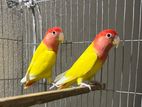 love bird master pair