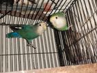 Love Bird Master Pair