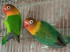 Love Bird Master Pair