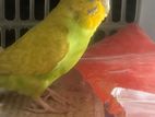 Love bird or budgie