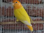 Love bird. Orange head opaline.