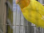 LOVE BIRD orange head opline