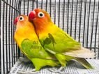 Love Bird (পাখি)