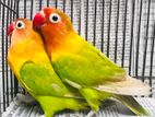 love bird (পাখি)