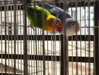 Love Bird Pair