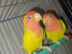 Love Bird Pair (adult)