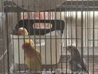 Love Bird Pair For Amergency Sell.....fast Inbox