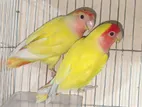 Love Bird Pair