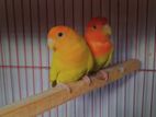 Love Bird Pair