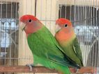 love bird pair