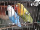 Love bird pair