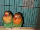 Love bird pair