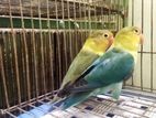 Love bird pair