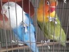 Love Bird pair