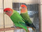 love bird pair