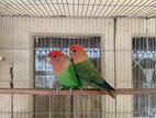 love bird pair