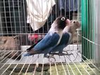 Love Bird pair