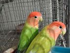 Love bird pair