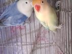 Love bird pair