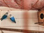 Love Bird Pair