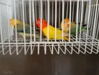 Love Bird Pair
