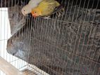 Love Bird Pair