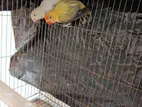 Love Bird Pair