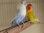 Love Bird Pair