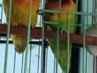 Love Bird pair for sale