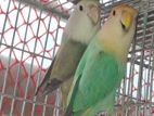 Love bird pair for sell