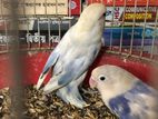 Love Bird Pair (fully Adult)