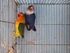 Love Bird Pair (green Fisher Male & Violet Female) 1 Green