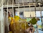 Love bird pair, single, pineapple Conur breeding pair