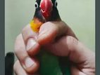 love bird pakhi