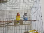 love bird pakhi