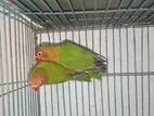 Love Bird Pakhi