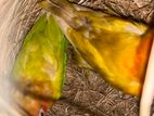 Love Bird Parents Pair Sell