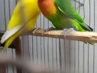 love bird pyr