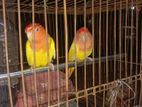 Love Bird রানিং পিয়ার। ১জোরা চোখ লাল।
