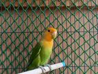 Love Bird Raning Male