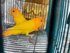 Love Bird Rannig Jura