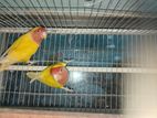 Love Bird -red Eye