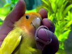 Love bird red head lutino opaline