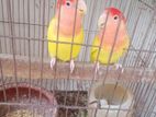 Love Bird Red Head Opaline Master Pair Sale