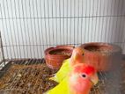 LOVE BIRD RED HEAD OPALINE PEAR