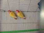 love bird red head opaline sale